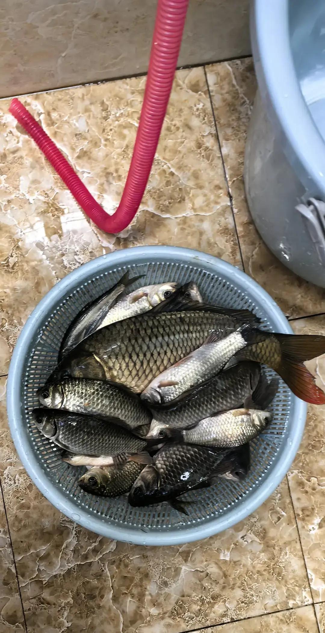 你不是在钓鱼，你是在向方圆20米内的鲤鱼现场直播你的心跳。鲤鱼的侧线系统是一台