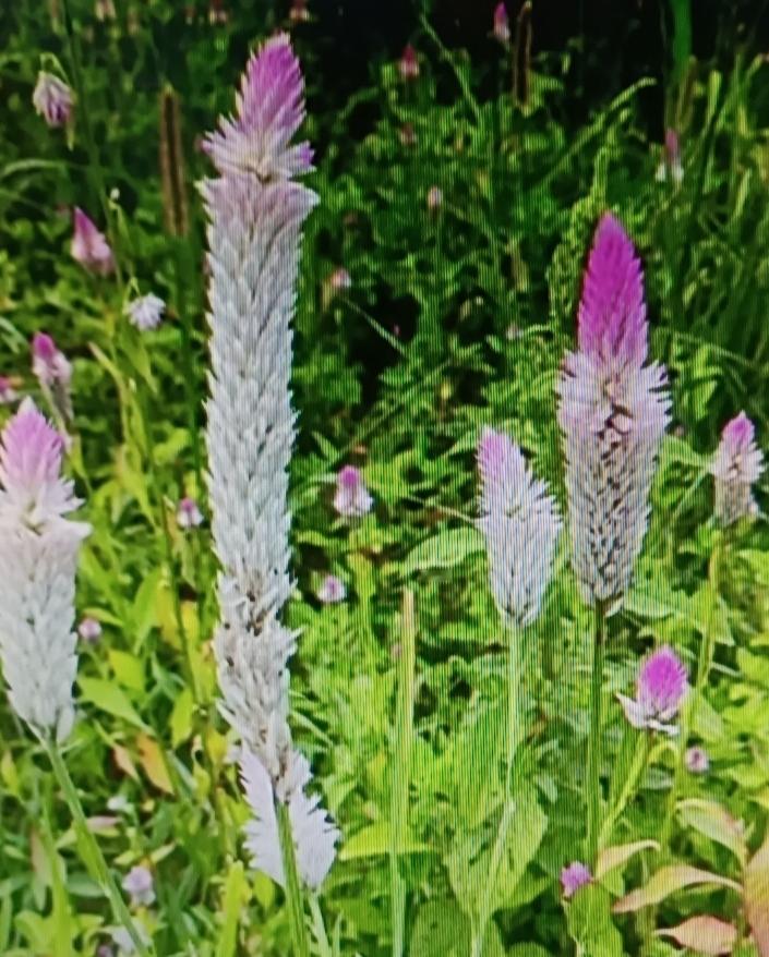 农村有不少宝藏植物，像马齿苋和独行菜就很值得留意。马齿苋被叫做“养肝仙草”，在田