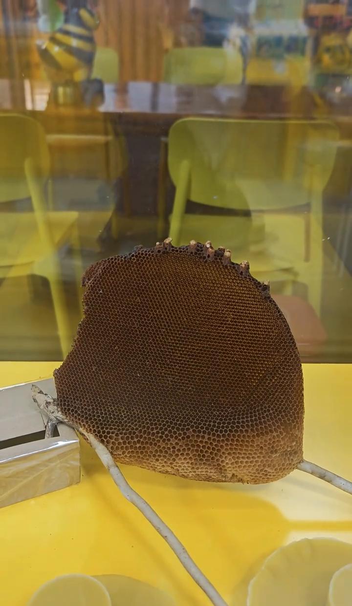 这蜂窝咋就长成这样？顶上是底，底上是顶，跟倒着长似的。野生小牌蜂真不简单，一