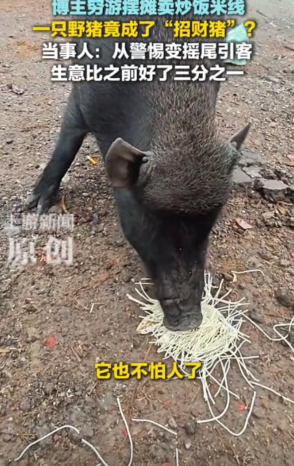 “离了个大谱！”近日，一男子在318国道上摆摊卖炒饭和米线，谁知竟遇到了一头野猪