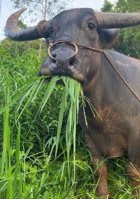 为什么牛只吃草就能长一身肌肉？答案其实很简单，人只吃蔬菜的话会营养不良，而牛只吃