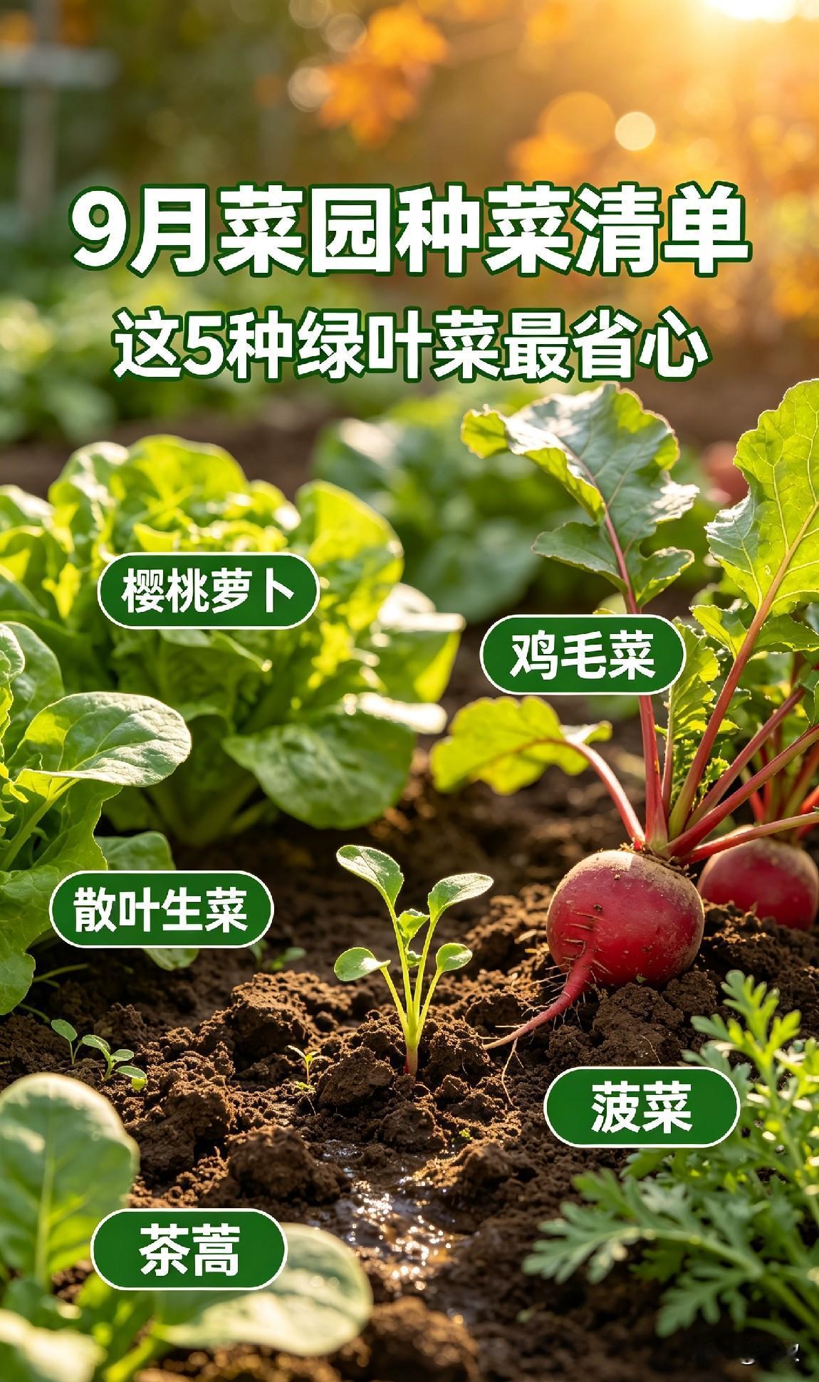 9月种这5种绿叶菜，省心省事，新手也能轻松收获 9月菜园种菜不用