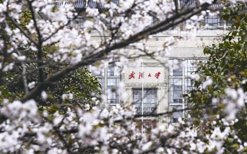 每当樱花盛开时！二十二年前，在西安读书的一位朋友，趁着假期坐火车来武汉找我。