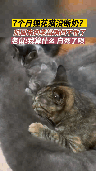 笑岔气了！7个月的狸花猫抓了一只大老鼠，回来一看，自己的猫妹妹猫弟弟们都在吃奶