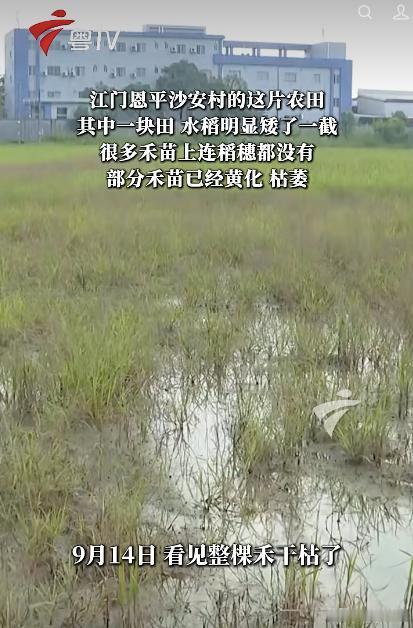 太坏了！广东江门，一农民种植的13亩水稻疑似全被无人机喷洒除草剂，现在大部分水稻