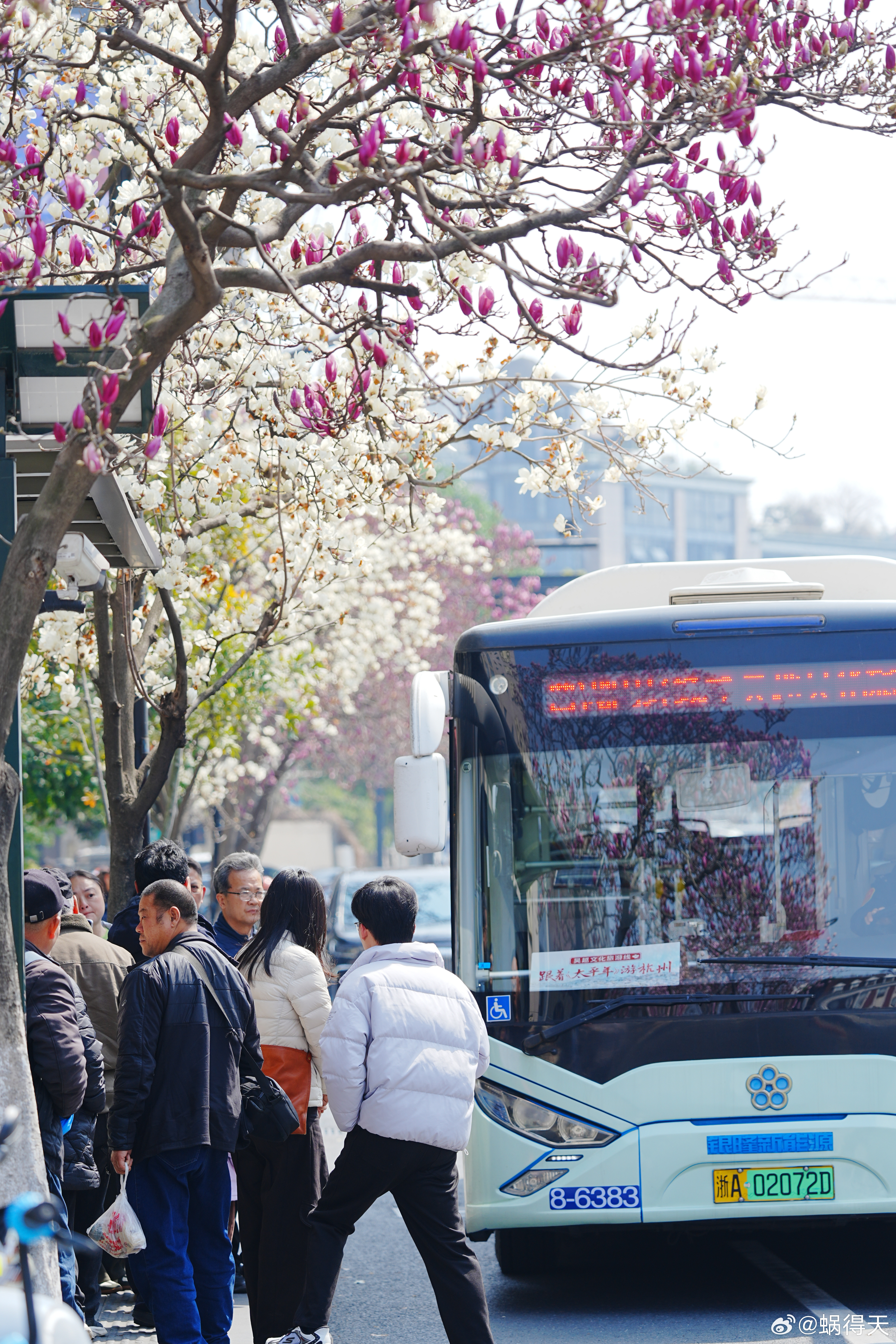 天气好，适合踏春。蜗的摄影日记春天来了