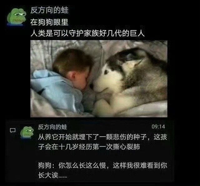 我真的爆哭[哭哭][哭哭]狗狗：“你长这么慢，我很难看到你长大”​​​