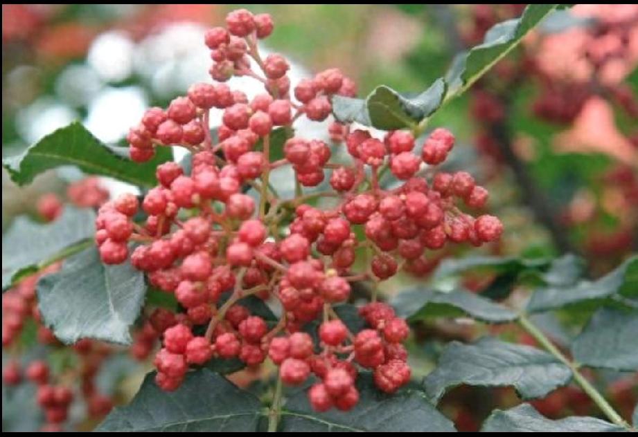 83岁的李奶奶最近总念叨自己身子沉得像灌了铅，走几步路就直喘气，连平时宝贝得不行