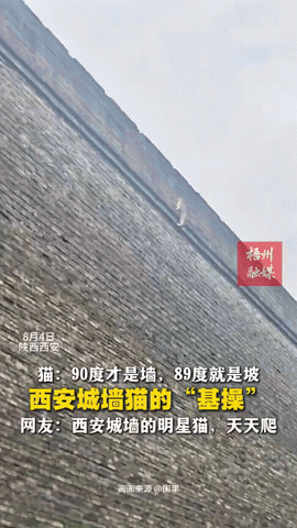 “不服不行！”陕西西安，游客在城墙下玩的时候，看到一只猫竟然直接爬了上去，这城墙