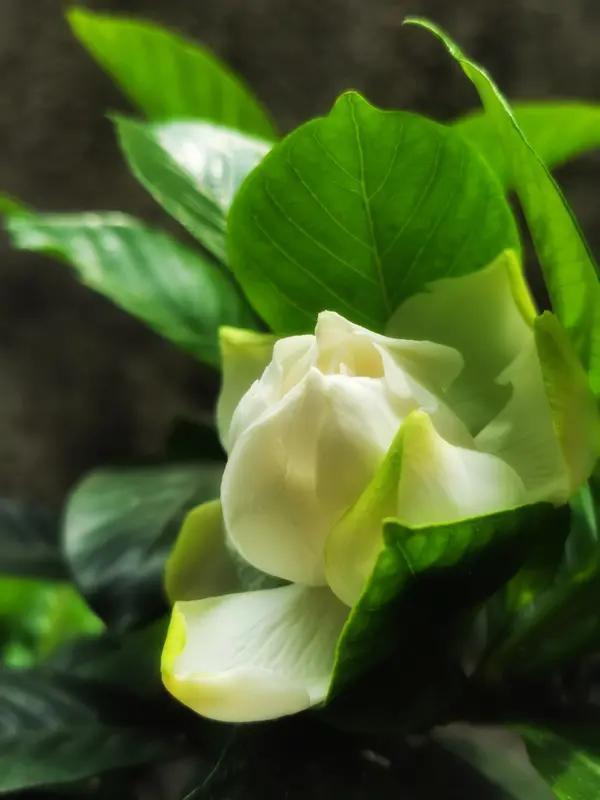 在南京栀子花有花苞但不开花怎么办在南京养的栀子花有花苞却不开花，先别慌。可能是