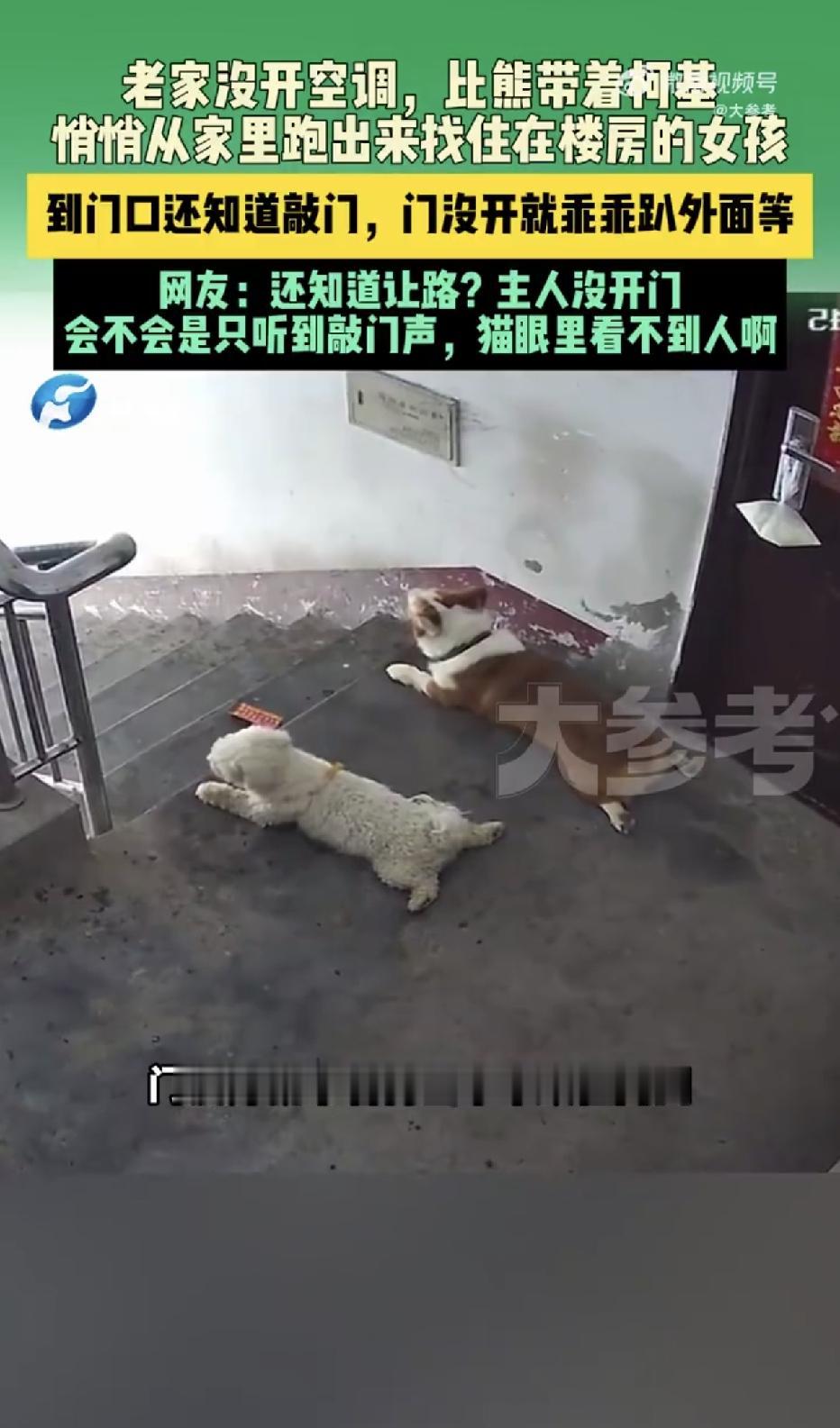 山东某地，大热天的，老家没开空调，一只比熊竟然偷偷带着一只柯基溜出家门，一路跑到