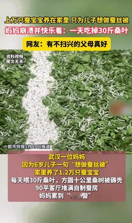 “太暖心了！”武汉，6岁儿子一句想做蚕丝被，爸妈网购1万粒蚕卵，如今家里结了50