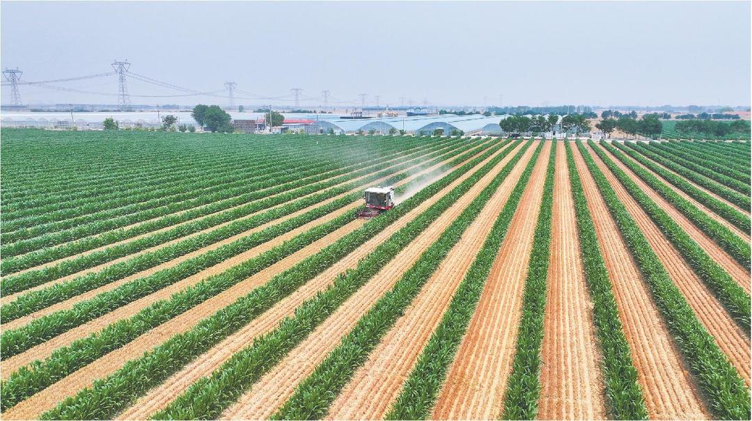 山东探索小麦玉米种植新模式, 每年多产一季春玉米