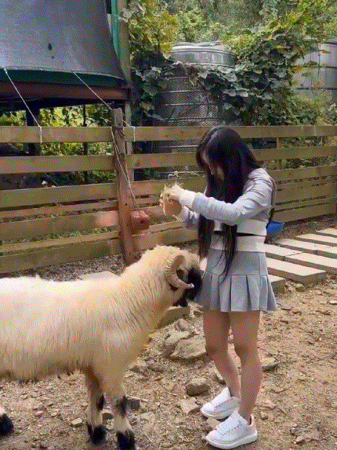 它都黑脸了你还不跑，不怼你怼谁啊！