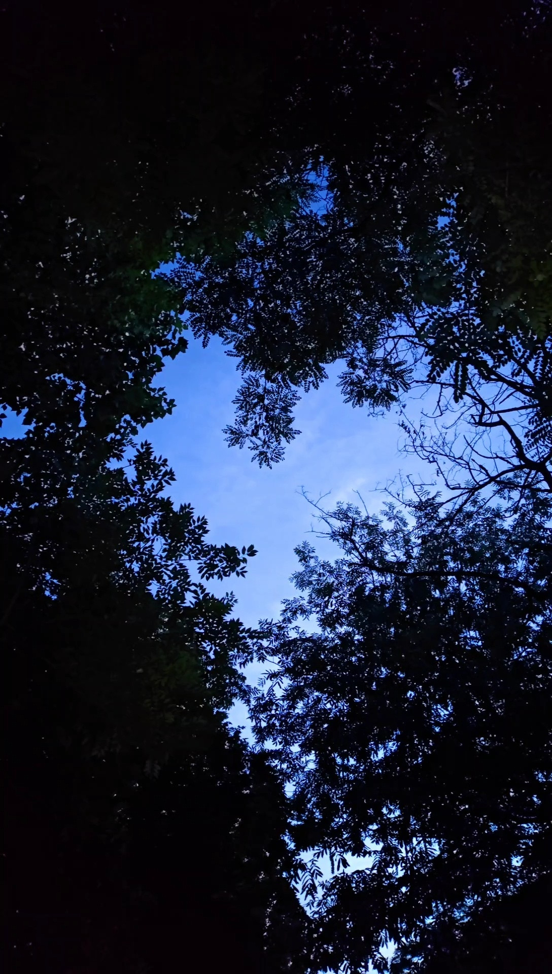 大自然的馈赠青岛·浮山森林公园