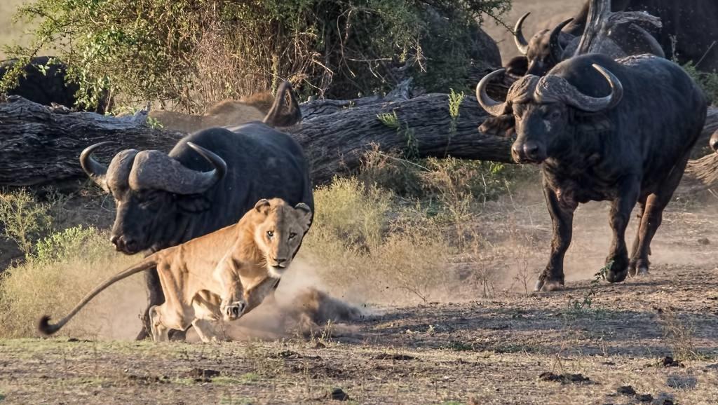 猛兽排名_猛兽手机壁纸(2)