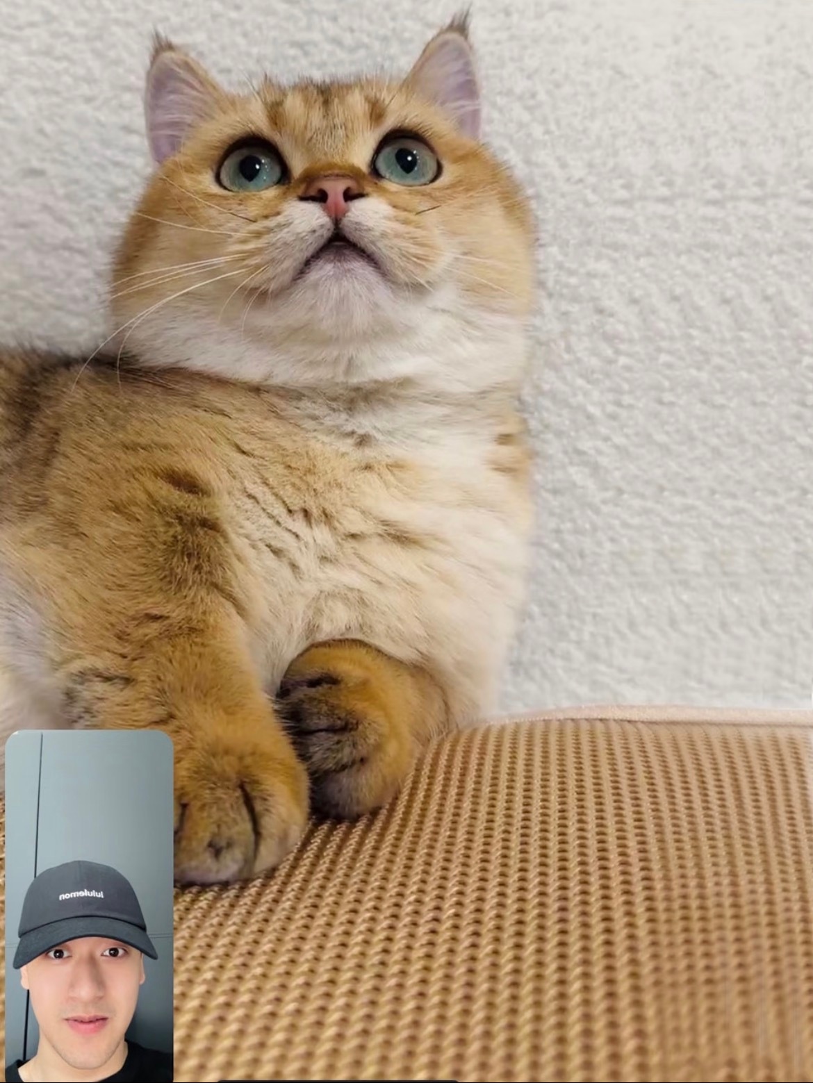 F1围场最火的猫——周冠宇的“玉米粒”，它的账号有7.4万粉丝。周冠宇完全猫