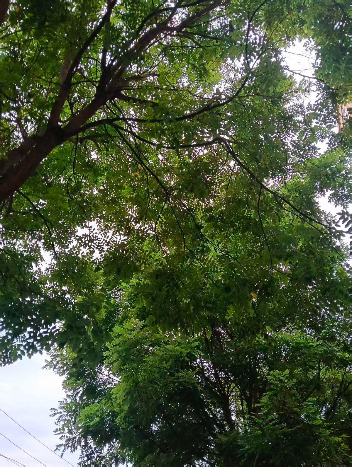 天气预报这东西，最容易让人自己骗自己。明天西安东部、渭南有暴雨，局部大暴雨。