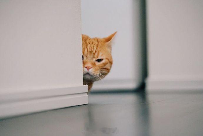 猫猫祟祟​​​