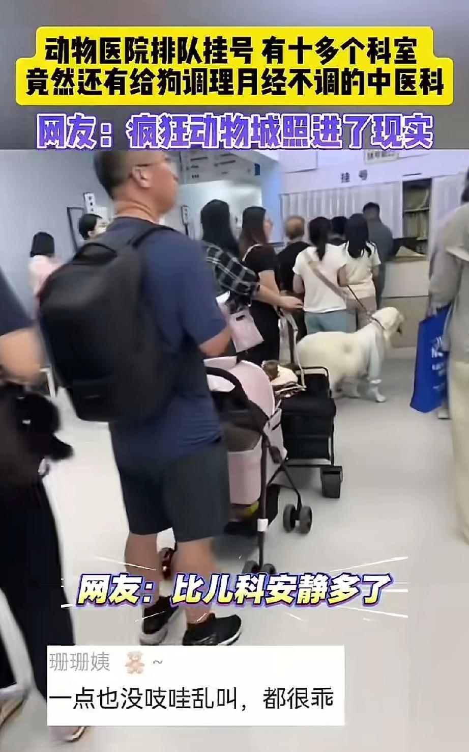 动物医院竟设有十多个科室，就连小狗狗月经不调，都能单独挂中医内科。张先生牵着爱