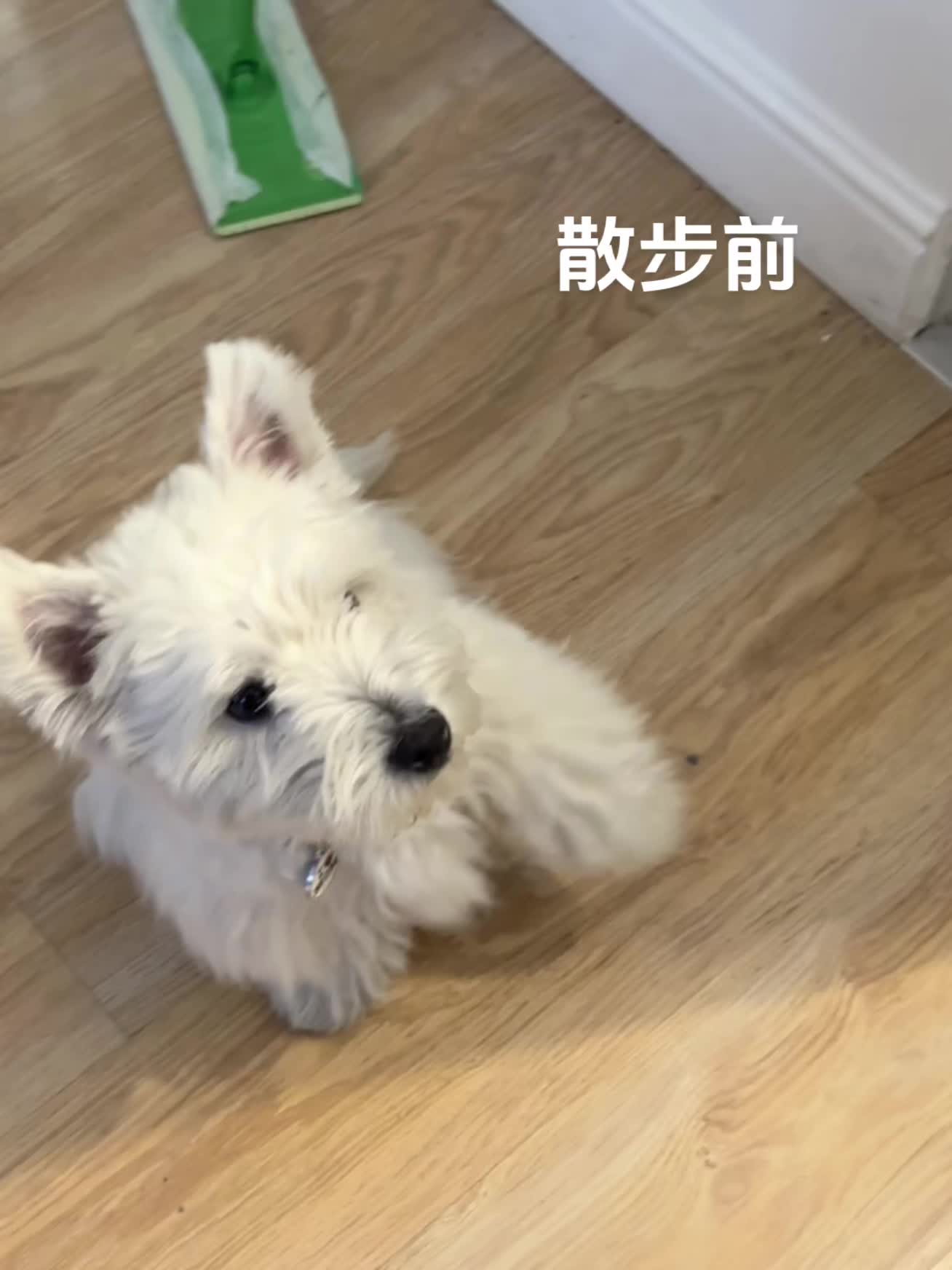 小狗🐶 西高地 毛孩子的日常 萌犬 恶犬出没