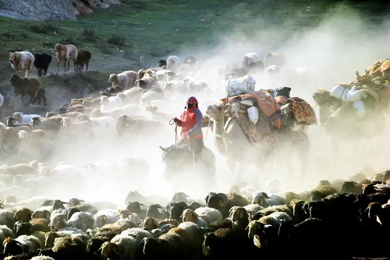 14户牧民起诉自然资源局胜诉未执行11月20日，宁夏灵武市马家滩镇14户牧民起