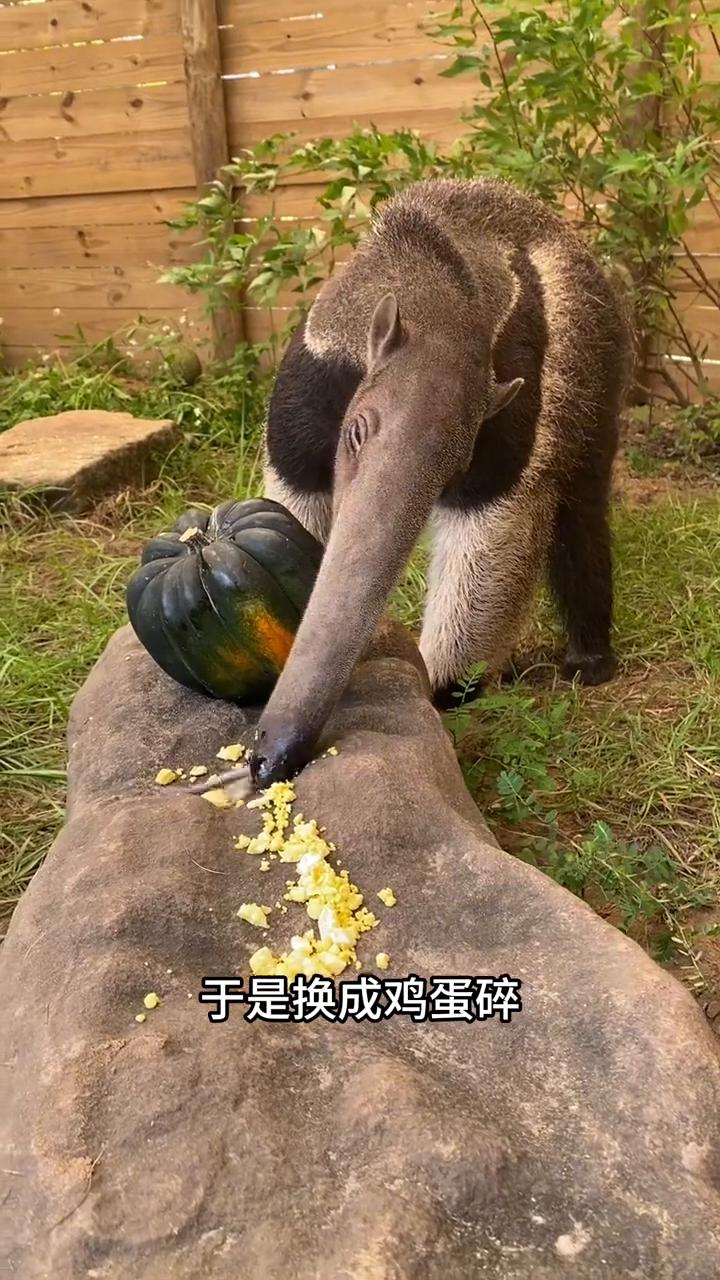 你以为食蚁兽冲过去在撕咬管理员，错，其实这不是食蚁兽的头，而是它的前腿。更神奇的