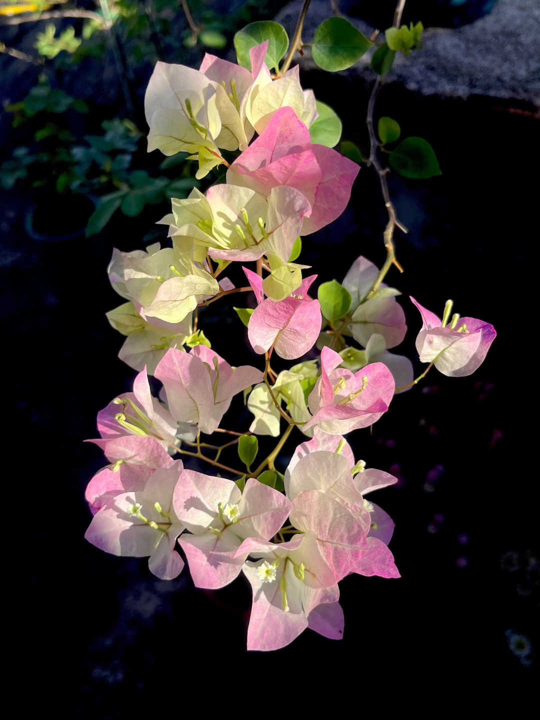 生活手记三角梅｜花色艳丽，花期超长1.苗土准备：选分枝多、无黄叶的健壮小苗，20
