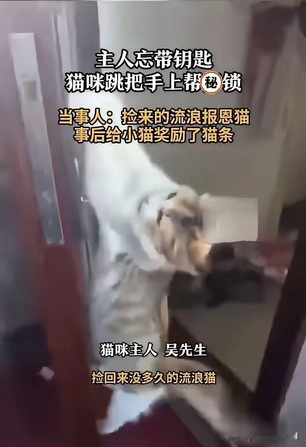 一男子下楼扔垃圾没带钥匙被锁门外，正着急上火呢，没想到捡回家的流浪猫竟神了，直接