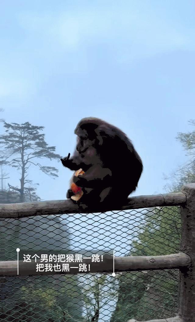 峨眉山的猴子平时挺闹腾，可当它们安静下来剥个橘子，竟然差点被人类害丢了命！这可不