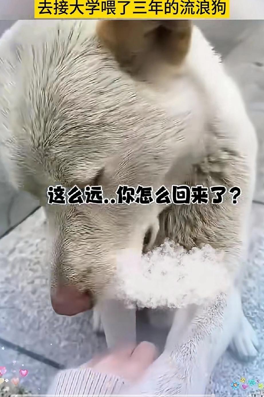 女孩毕业一年后跨越千里，去接大学喂了三年的流浪狗！女孩一声小白喊出
