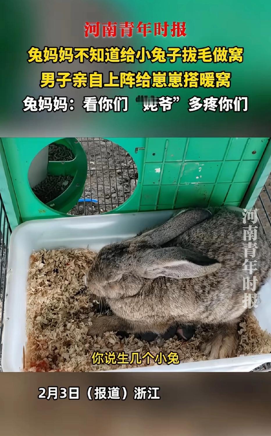 近日浙江杭州，一男子养的母兔生了6只兔宝宝，男子见天气寒冷，觉得母兔光抱着小兔子