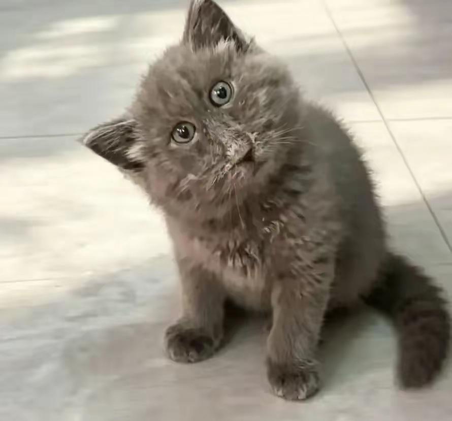 捡回一只傻傻的小流浪猫两周前在路上捡到这只灰乎乎的小猫咪，看着它歪着脑袋，一
