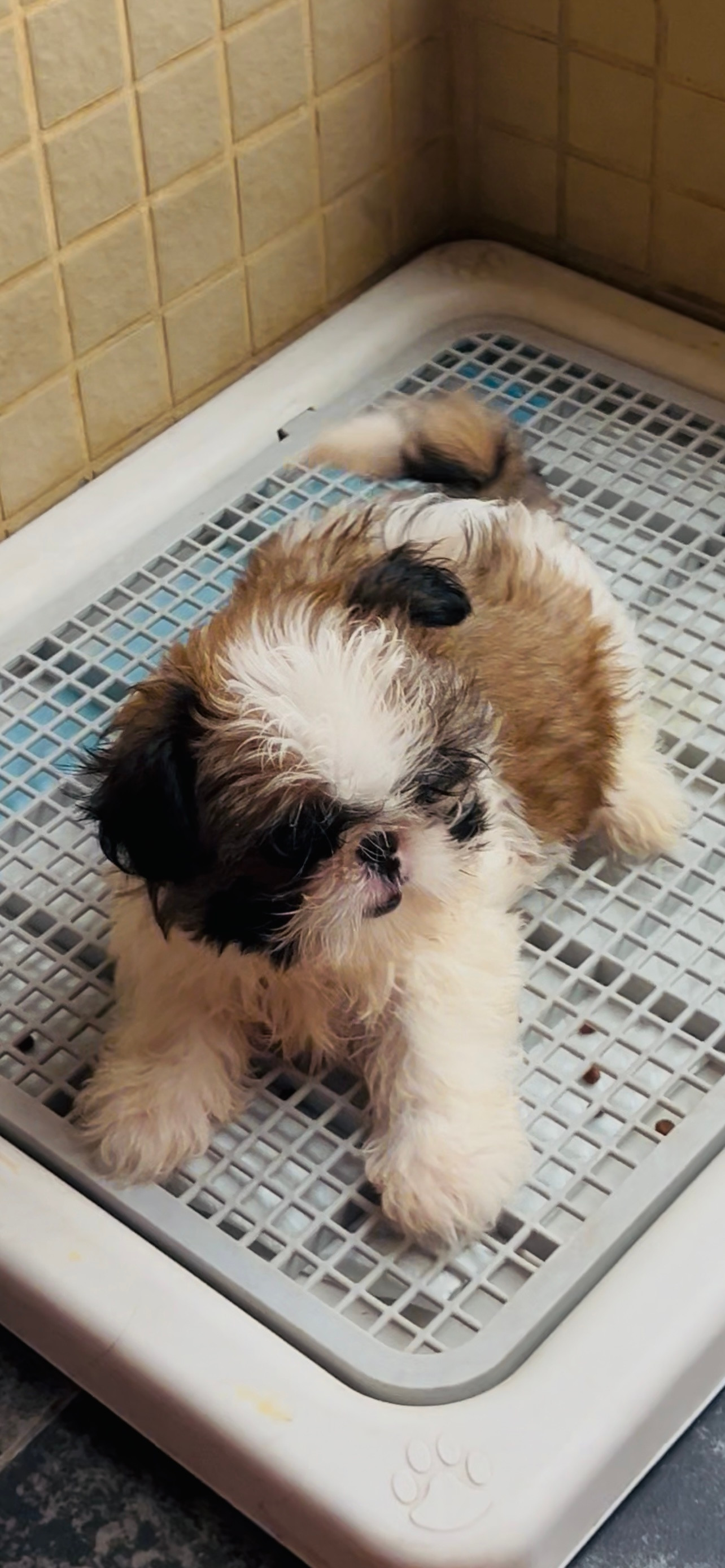 🐶昨天是狗狗到家第一天。夜里用布罩住笼子，它很少嘤嘤叫，睡得很安稳。今早七点二