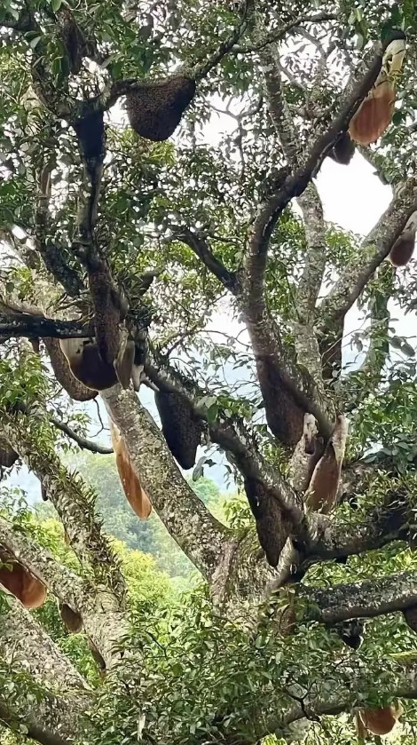 云南，有几名年轻人到哀牢山游玩，他们一路走走停停，沿途欣赏大自然的风光，突然他们