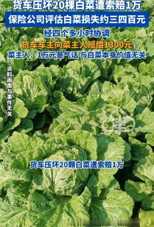 辽阳，男子在倒车的时候，压到了20几颗白菜，有人要求赔偿5000，后来报警，菜菜