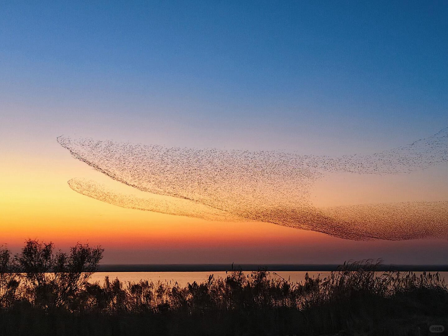 北冥有鱼是真的！庄子诚不欺我在东营看到了超级震撼的鸟浪！
