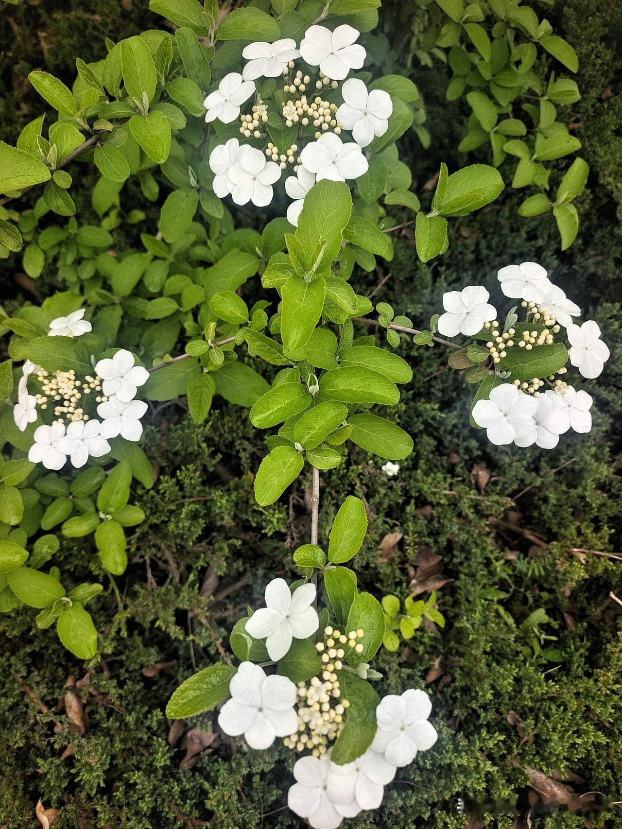 上联：春赏百花齐放下联：秋观千树叶落终生坚持作品原创的人图片来源于作者拍