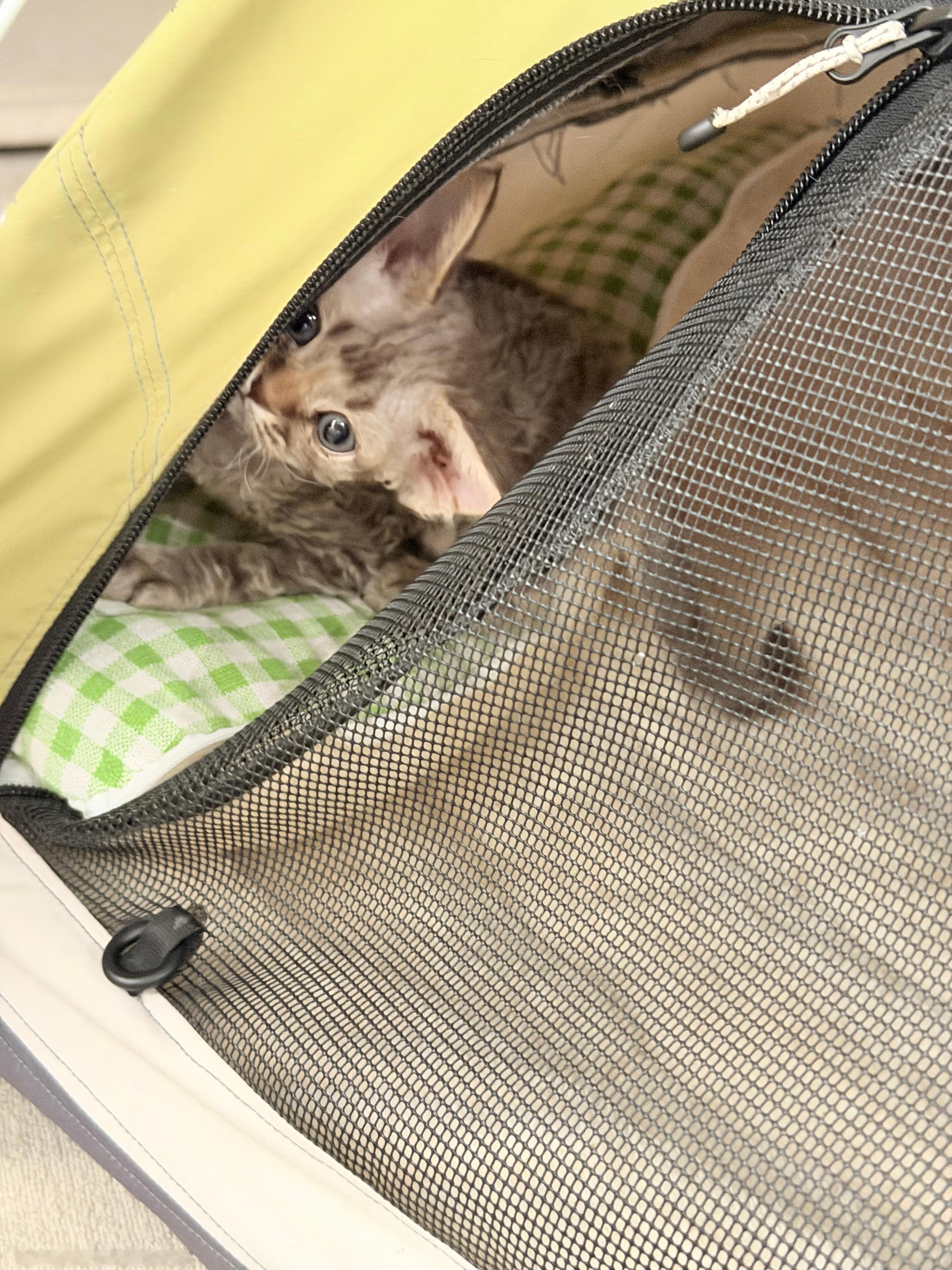 怎么会有这么可爱的小猫咪呀！​​​