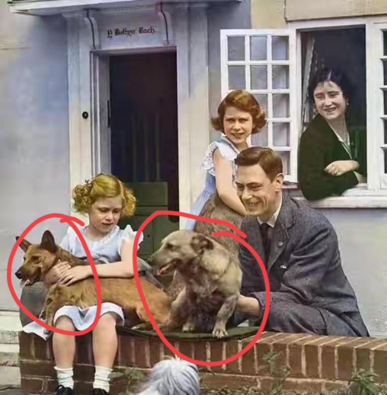 英女王，为何偏爱柯基？很简单，因为父亲乔治六世，送她的第一个宠物是柯基。这也