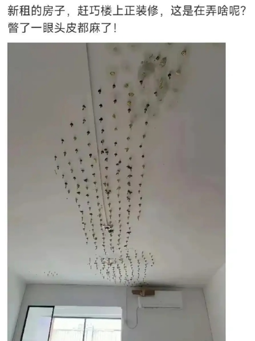 楼上的邻居在干嘛​​​？