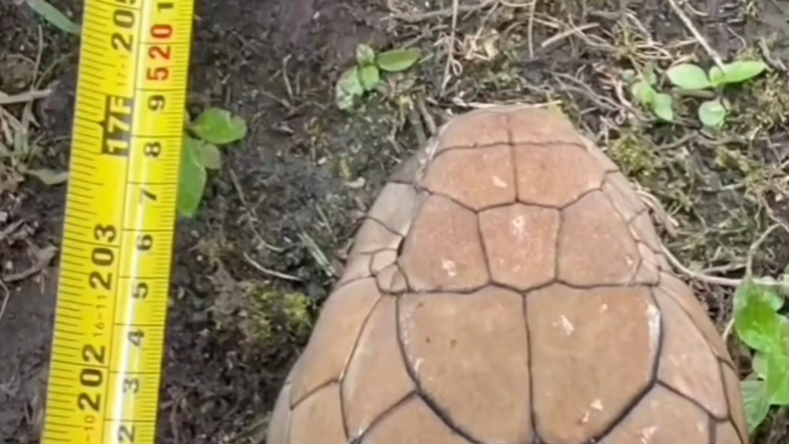 逆天牢外！实测5.2米眼镜王蛇?