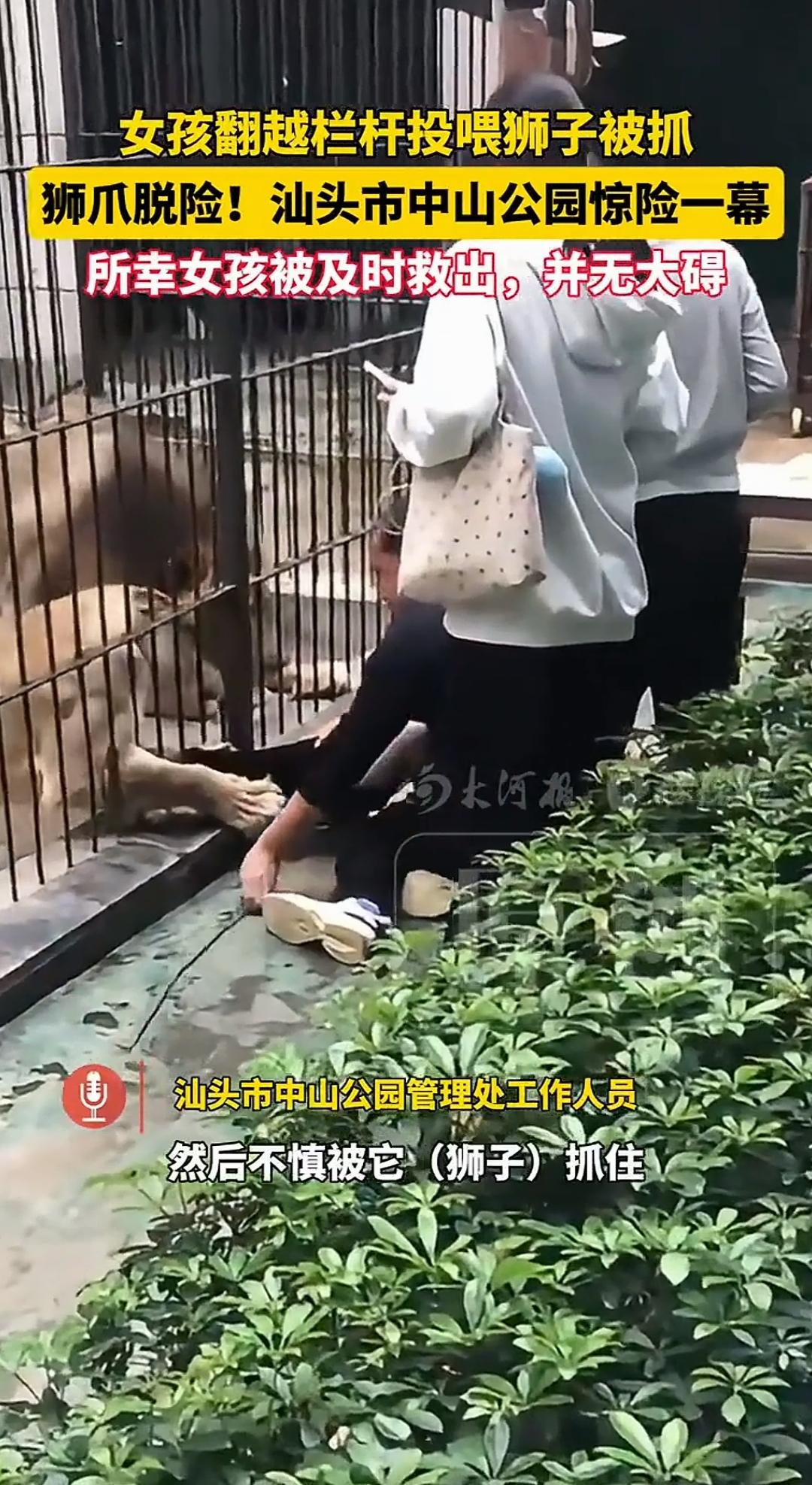 真的是狮口脱险啊，小女孩裤脚被狮子拽到，以为是女孩翻越栏杆投喂，没想到这里付