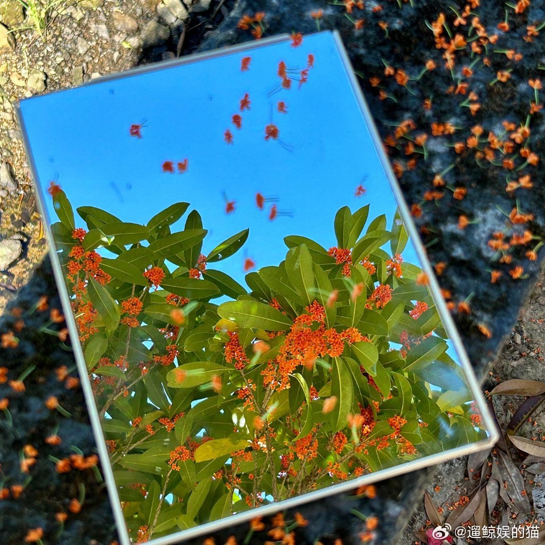 𝙒𝙚𝘾𝙝𝙖𝙩|背景图聊天壁纸|壁纸｜背景图｜聊天背景｜手机壁纸｜全面