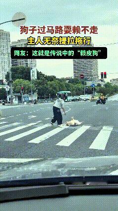 刷到这段视频给我笑坏了，路口斑马线那儿，女主人牵着小狗过马路，谁知道这狗子往地上