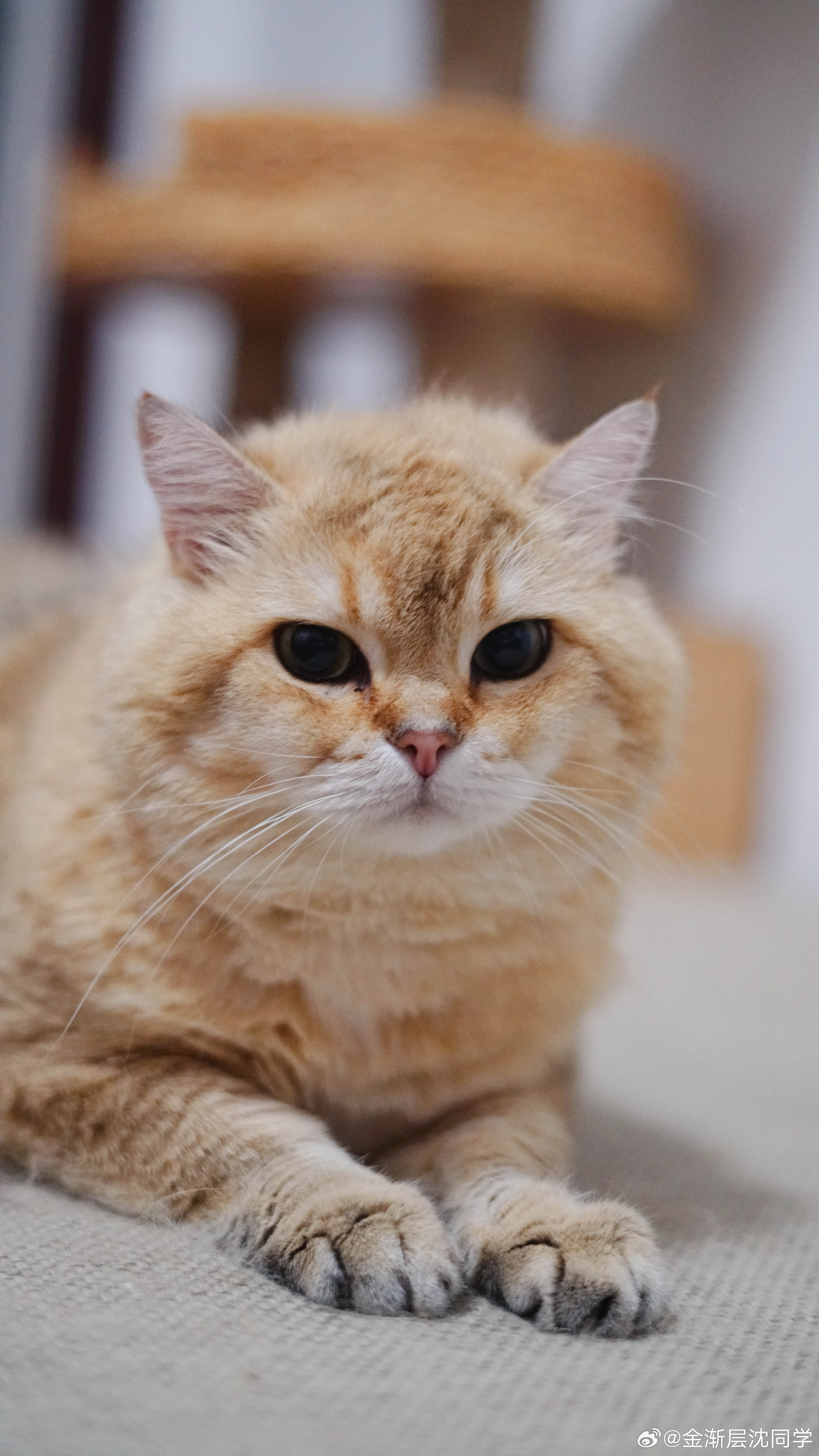 给妹妹买的仿瓷沙，真怕猫咪当猫砂用！萌宠猫咪