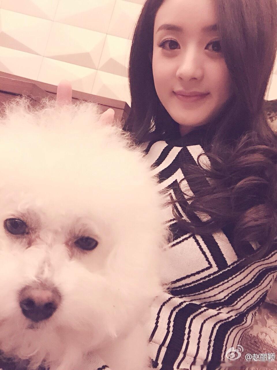 毛球同志长这样[doge]新的两只狗子颜值很高的赵丽颖​​​