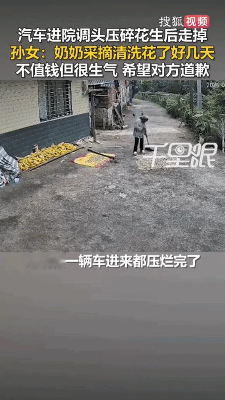8月18号，广西桂林。一辆车开进人家院子里掉头，满地花生被碾得稀碎。文女士说