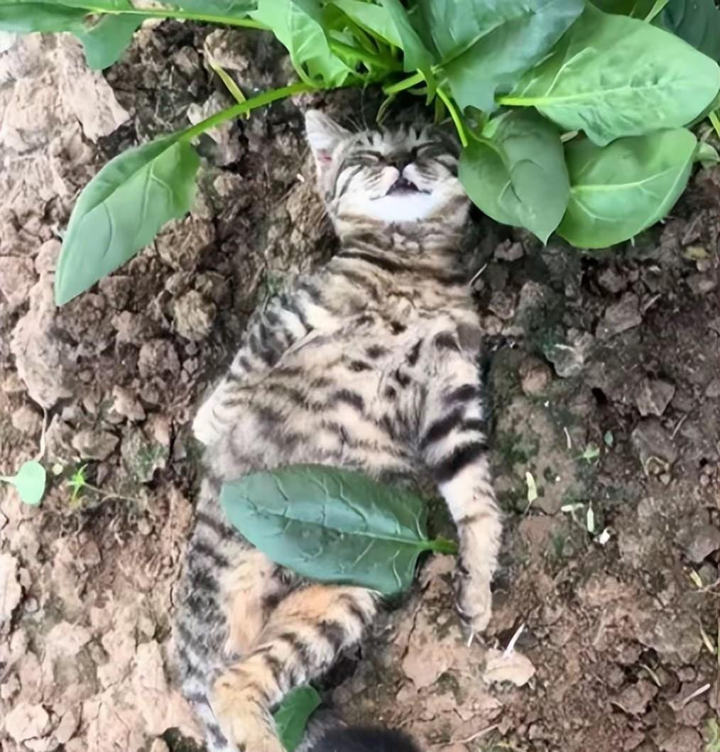 这猫咪也太会享受生活了，睡觉的时候还把一片叶子盖在肚子上。这是一只流浪猫，具有