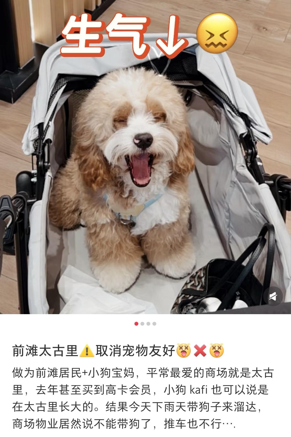 魔都上海多家商场“宠物不友好”之后，习惯在商场遛狗的宠物主懵圈了，一边喊着避雷某